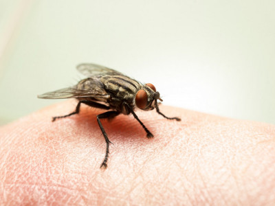 Rešite se MUVA na potpuno prirodan način: Uz par trikova, ovi insekti vam neće smetati
