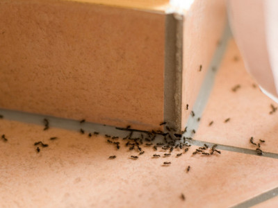 Ako mučite muku sa mravima i komarcima napravite smesu od ova dva sastojka i nestaće zauvek