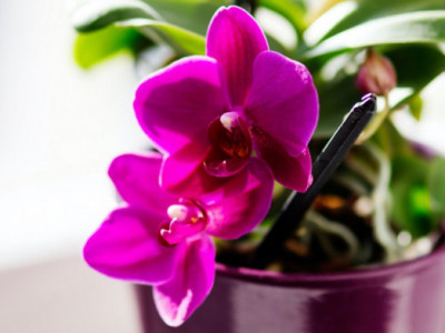 Kako da vam orhideja cveta tokom cele godine: Treba vam samo voda i povrće koje imate u kući i cvet će biti kao iz cvećare