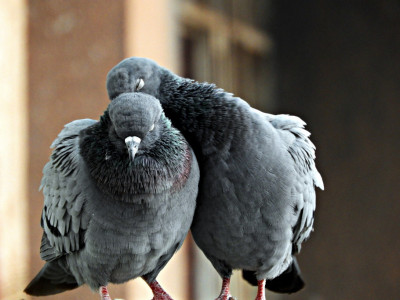 Priča o dva goluba, koja vraća VERU u ljude: Čita se za 15 sekundi, a OSTAJE večno upamćena