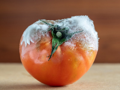 Ne bacajte BUĐAV paradajz: Pogledajte kako možete da ga ISKORISTITE
