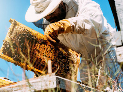 Ako vas ujede pčela, ovaj lek je spas: Savet starog pčelara naučite napamet
