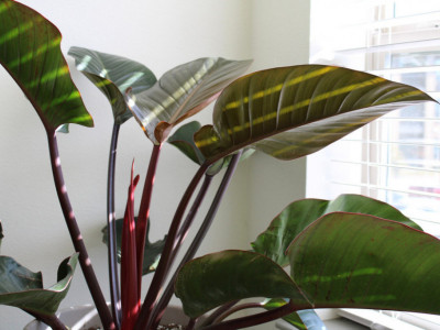 Jedan mali sunđer rešiće problem: Evo kako da spasite kućne biljke od "umiranja"