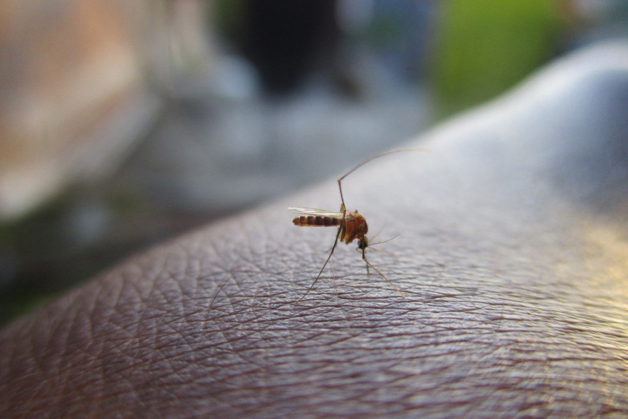 Ovih 5 stvari imate u kući: Kako se u kućnim uslovima rešiti iritacije uboda komarca?!