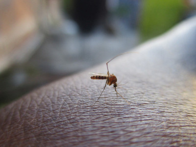 Komarci imaju svoje FAVORITE: Obožavaju ljude sa OVOM krvnom grupom, a evo šta je razlog