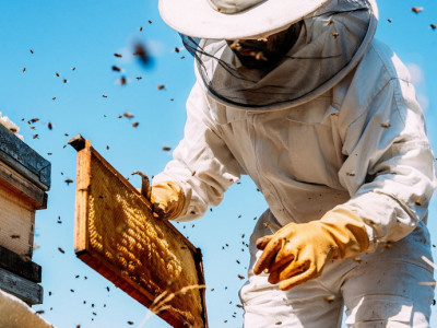 Pazite da vam NE "UVALE" ŠEĆER umesto MEDA: Pčelar Stanko otkrio je ČETIRI načina kako da prepoznate PRIRODNI proizvod