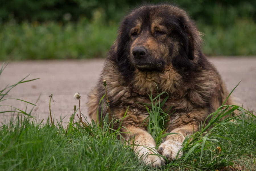 Veterinar Dejan objašnjava kakvi su ŠARPLANINCI i zašto je pas IZUJEDAO do SMRTI ženu iz Kragujevca: Oni jesu NEPOVERLJIVI ali slušaju samo JEDNOG GAZDU
