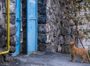 Drevno NARODNO VEROVANJE: Kad mačka dođe na VAŠA vrata jednu stvar nikako NE SMETE da uradite, možete da privučete NESREĆU!