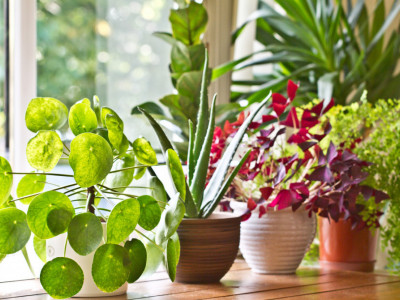 Ove biljke OBAVEZNO morate da imate u vašoj spavaćoj sobi, bićete SREĆNIJI i PRODUKTIVNIJI tokom dana!