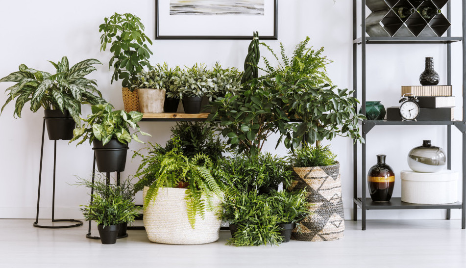 Ove TRI kućne biljke smanjuju zagađenje za 20 odsto: Sada se zna koliko vam je CVEĆA potrebno da u sobi uvek bude sveže