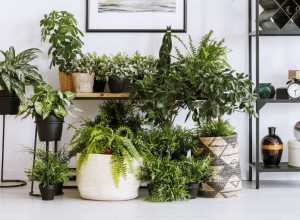 Ove TRI kućne biljke smanjuju zagađenje za 20 odsto: Sada se zna koliko vam je CVEĆA potrebno da u sobi uvek bude sveže