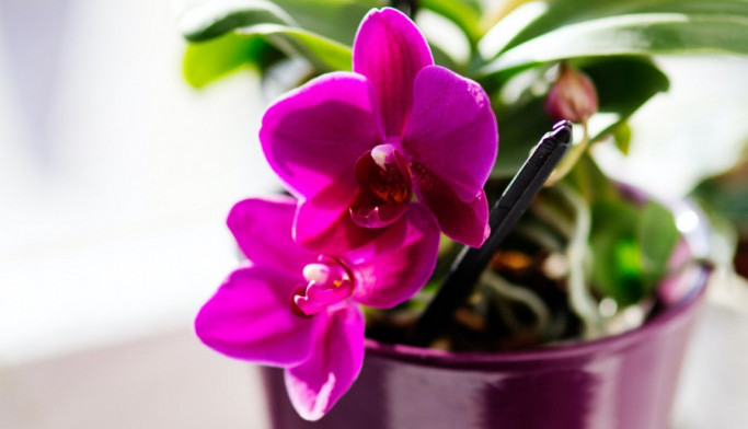 Zbog sezone SLAVA kuća će vam biti puna cveća: Kada se orhideja osuši prvo uradit OVO, pa joj tek ona "SUDITE"!