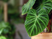 Ove SOBNE biljke unose POZITIVNU energiju u kuću: Neke od njih nude ZDRAVSTVENE i mentalne prednosti
