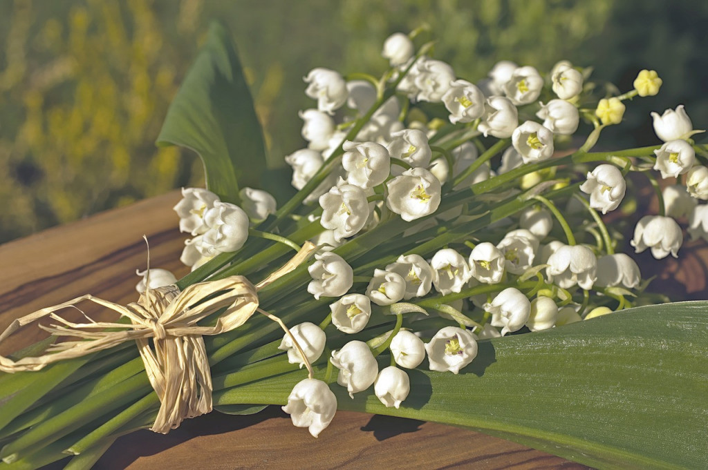 Srbi obožavaju ovo cveće, ali je VEOMA OTROVNO: Nikako ga nemojte unositi u svoj dom
