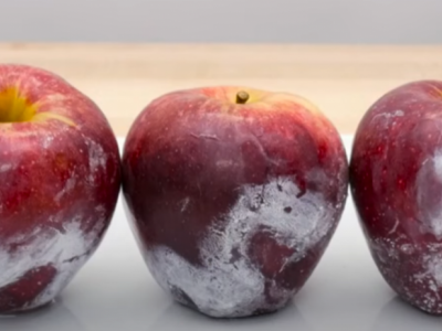 Biće vam potrebna samo KLJUČALA voda: Evo kako da otkrijete da li su kupovne jabuke PRSKANE OTROVIMA