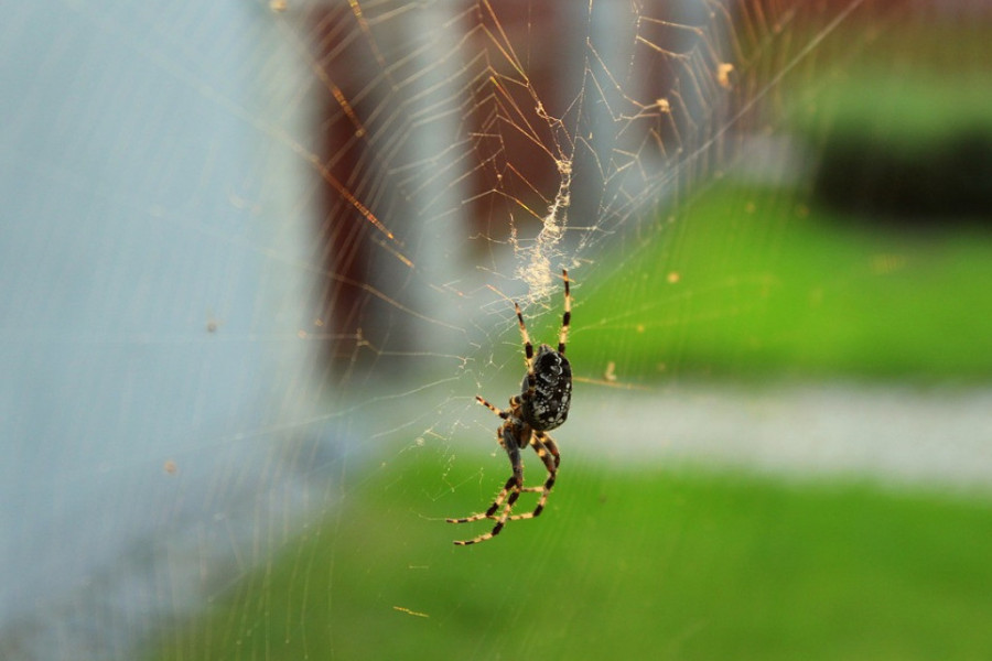 Stara NARODNA verovanja o životinjama: Ako vidite pauka u OVO VREME, loše vam se piše, a evo koje živuljke donose VELIKU sreću