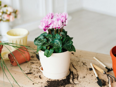 Stavite ovaj CVET na trpezarijski sto: Ova biljka je ČUDO jer DUPLIRA novac u kući, ali i donosi sreću ukućanima