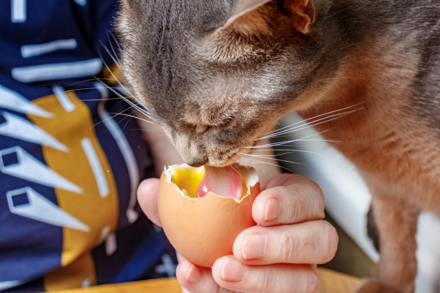 Da li mačka sme da jede sirova jaja? Obavezno pročitajte pre nego što date svom LJUBIMCU da pojede