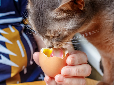 Da li mačka sme da jede sirova jaja? Obavezno pročitajte pre nego što date svom LJUBIMCU da pojede
