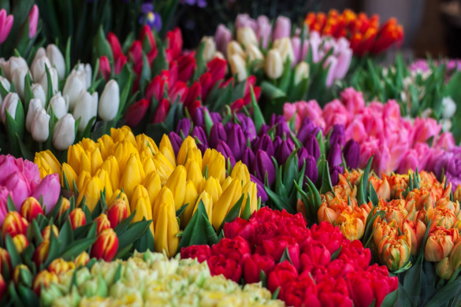 Svaka BOJA cveća nosi posebnu simboliku: Saznajte šta koja znači i napravite BUKET sa jasnom PORUKOM!