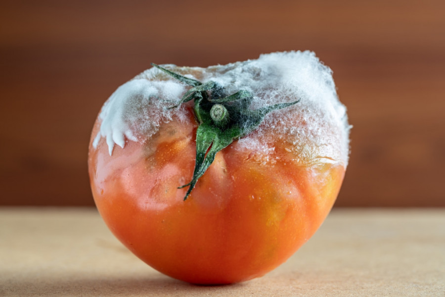 Ne bacajte BUĐAV paradajz: Pogledajte kako možete da ga ISKORISTITE