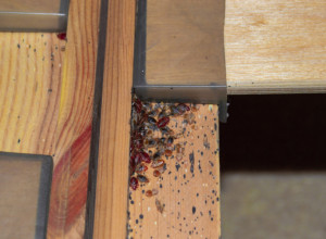 Rešite se BUBA zauvek pomoću ove SMESE: Komarci i ostali insekti će BEŽATI od vaše kuće