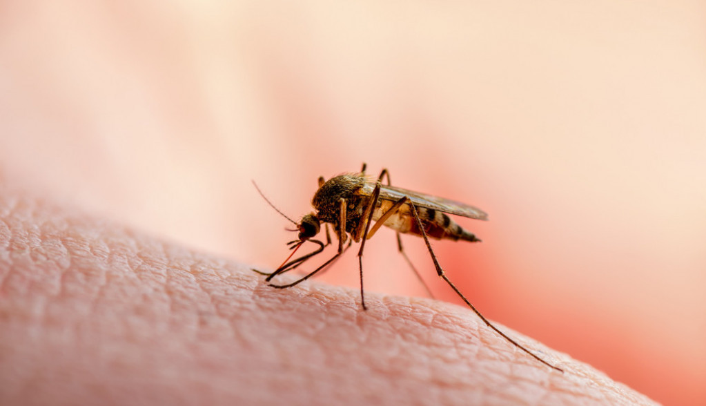 Ovo je NAJMOĆNIJE sredstvo protiv INSEKATA: Tera komarce, BUBAŠVABE i mušice, a pravi se za ČAS!
