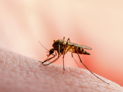 Ovo je NAJMOĆNIJE sredstvo protiv INSEKATA: Tera komarce, BUBAŠVABE i mušice, a bukvalno svako može da ga napravi