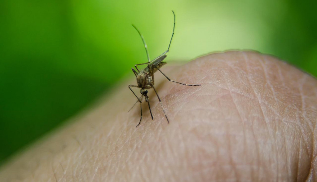 Efikasan način da ZAUVEK oterate komarce: Italijani koriste ovaj trik VEKOVIMA