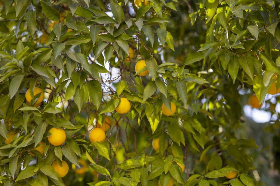 Drvo OVE voćke privlači NOVAC: Kinezi ga smatraju MOĆNIM talismanom jer donosi i sreću, stavite ga na ovo MESTO