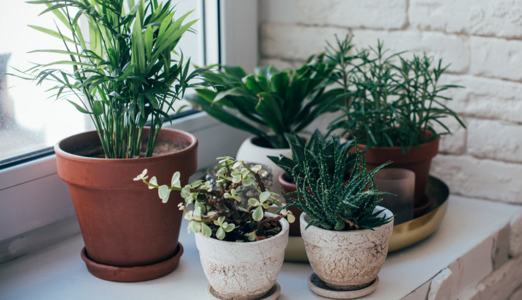 Produžite život CVEĆU na dva NAČINA: Sačuvaće vaše sobne biljke i dok ste na ODMORU van kuće