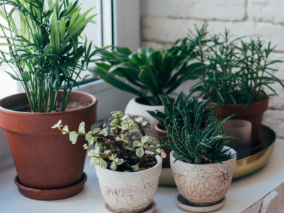 Produžite život CVEĆU na dva NAČINA: Sačuvaće vaše sobne biljke i dok ste na ODMORU van kuće