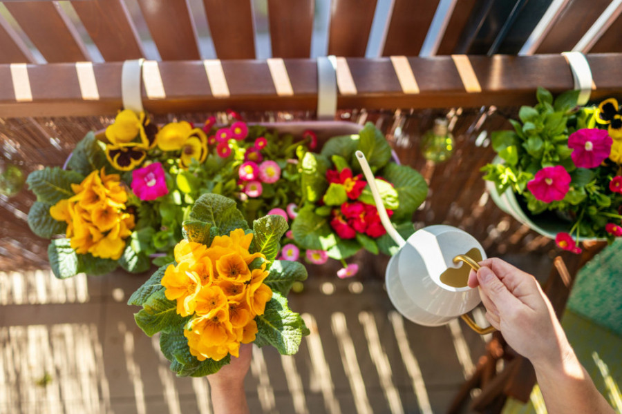 Tri vrste NAJOTPORNIJEG balkonskog CVEĆA: Cvetaju do proleća do jeseni, ne smeta mu vrućina, a mogu da PREZIME