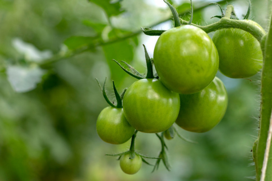 Mnogi ne znaju da li je ZELENI paradajz OTROVAN: Plodovi kada NISU zreli mogu da se jedu pod JEDNIM uslovom