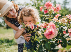 Kako da vam ruže prežive tokom letnjih vrelina? Koliko je dug put od sadnice do vaze znaju samo posvećeni odgajivači